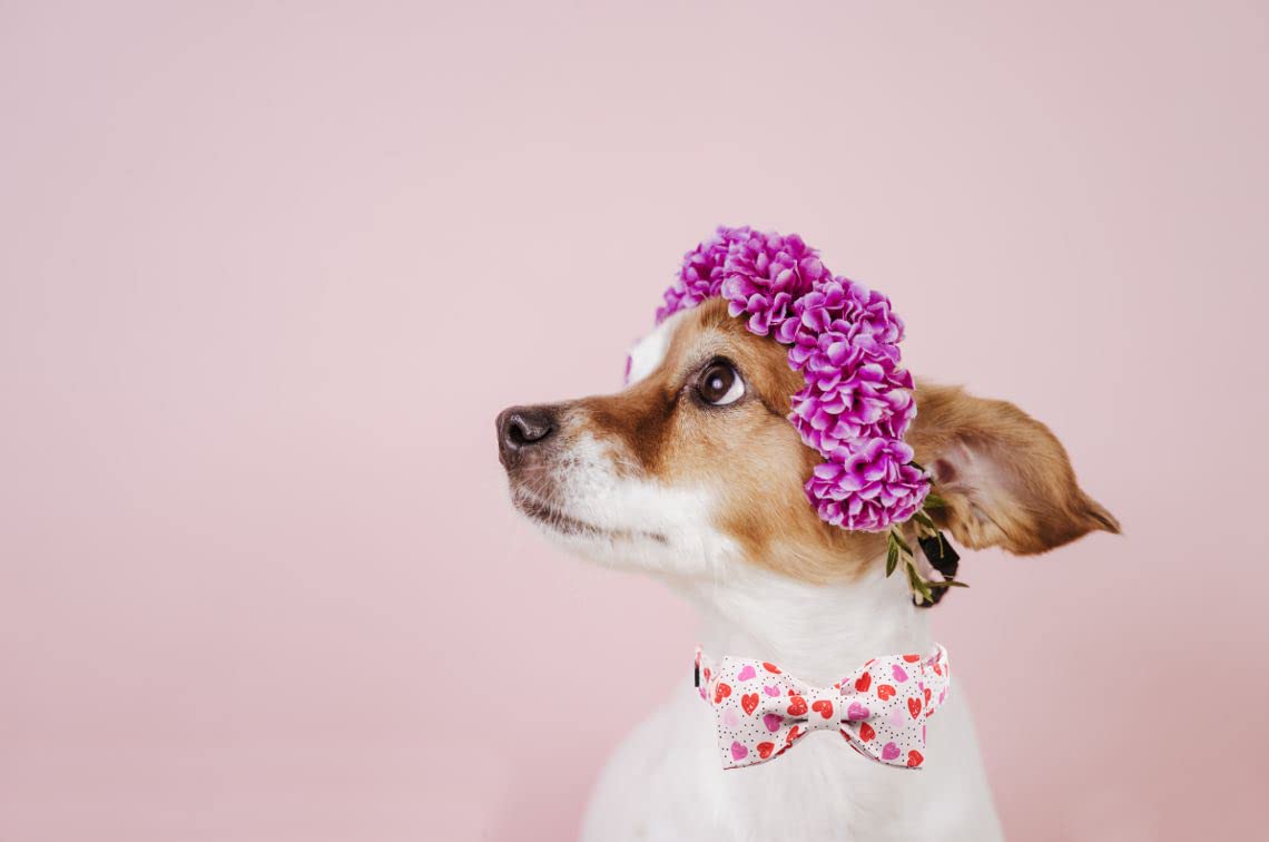 Lionet Paws Cotton Dog Collar with Bowtie, Durable Adjustable and Comfortable Collar for Small Dogs Puppies and Cats, Neck 25-40cm