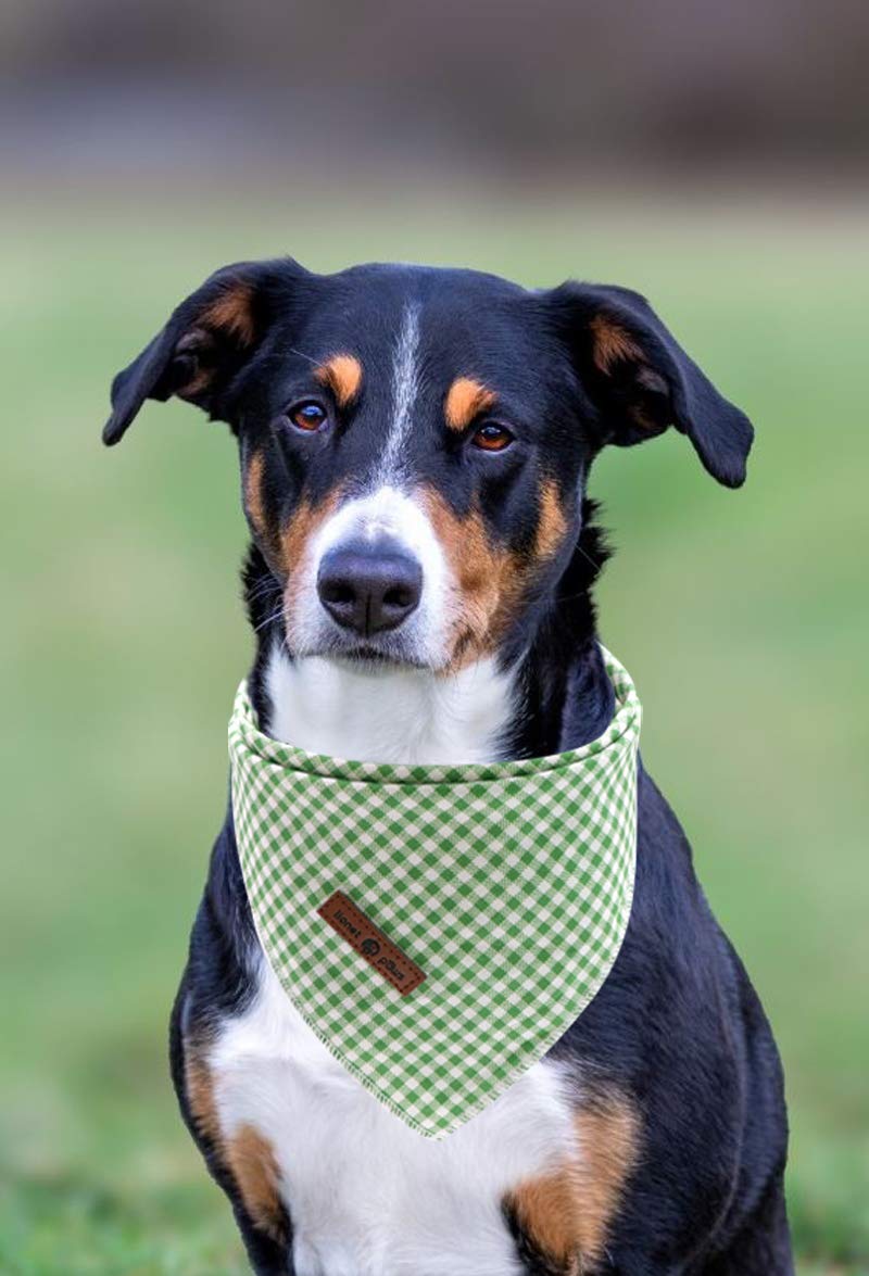 Lionet Paws Dog Bandana for Small Medium Large Dogs, Cat Dog Kerchief Dog Triangle Bibs Scarf for Girl or Boy Blue Dot