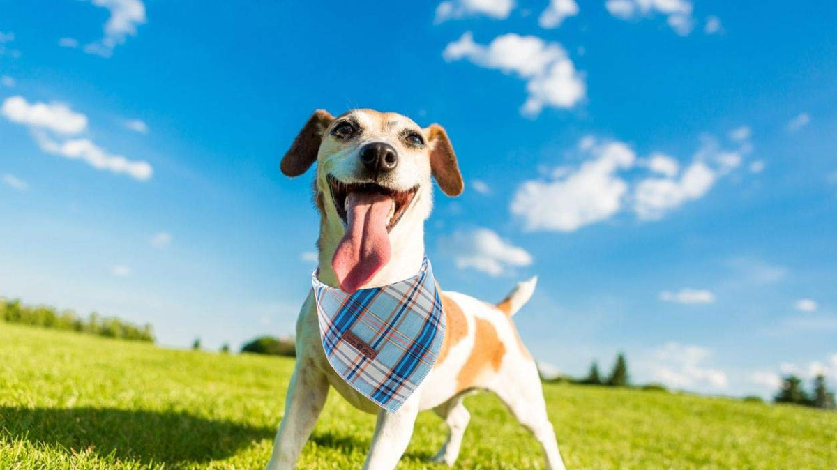 Lionet Paws Dog Bandana for Small Medium Large Dogs, Cat Dog Kerchief Dog Triangle Bibs Scarf for Girl or Boy Blue Dot