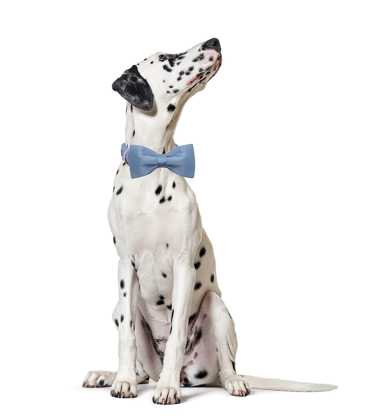 Lionet Paws Bowtie Dog Collar - Comfortable Silk Dog Collar with Detachable Bow Tie for Puppy and Cat, Neck 20-30cm