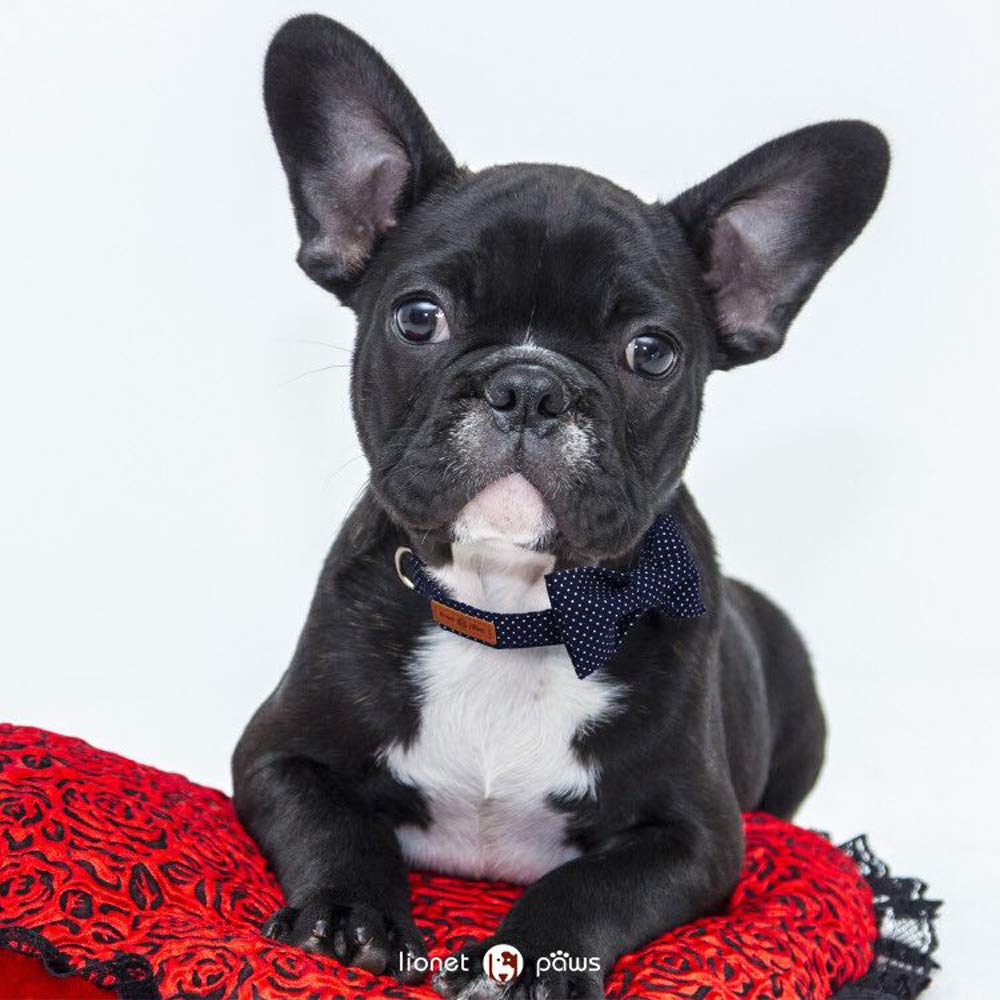 Lionet Paws Cotton Dog Collar with Bowtie, Durable Adjustable and Comfortable Collar for Small Dogs Puppies and Cats, Neck 25-40cm