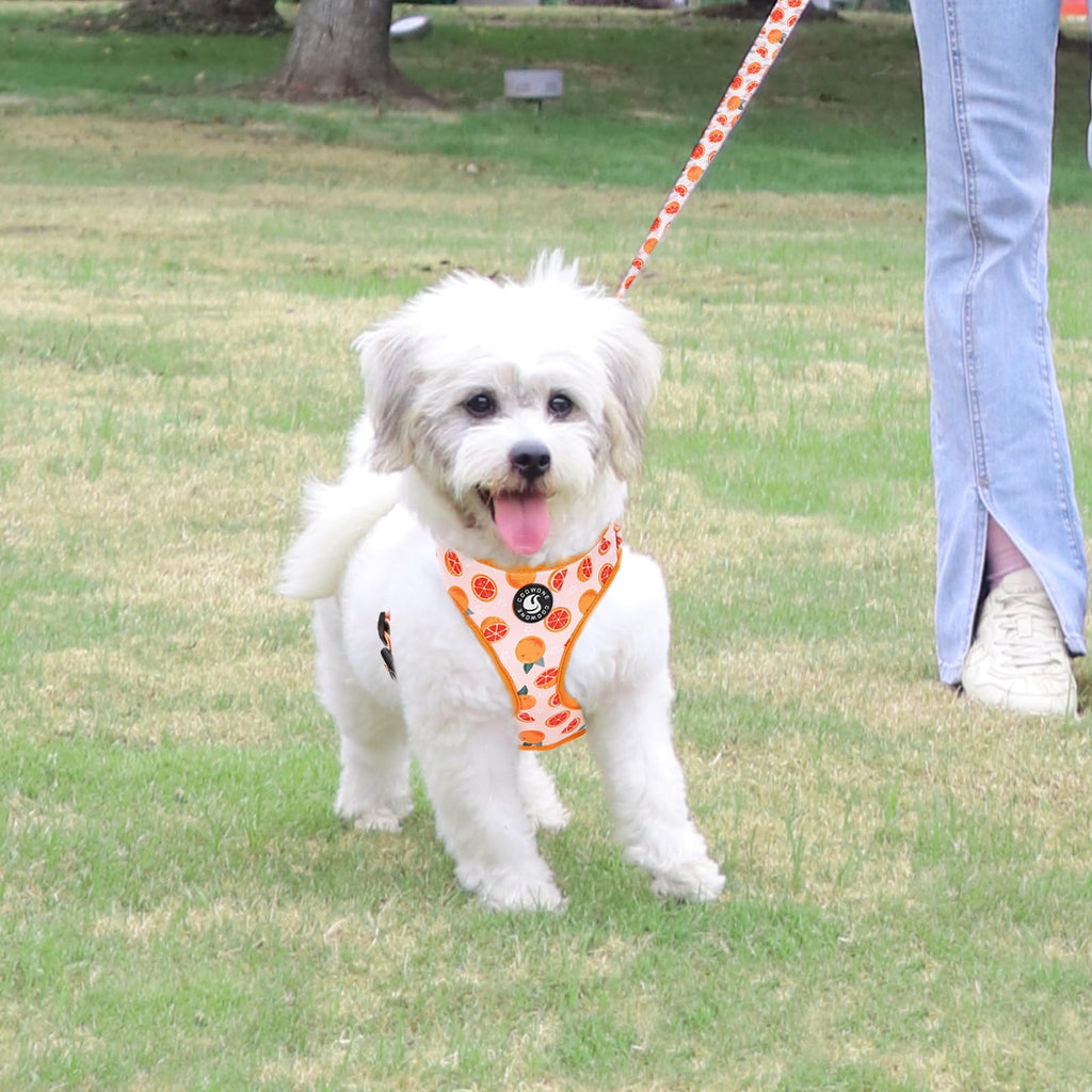 Dog Harness and Leash, Poop Bag Holder 3 Sets, Easy Walk No Pull Adjustable Puppy Cat Vest Harness with Soft Mesh Padded, Pet Supplies for Extra-Small/Small Medium Dogs Kitten